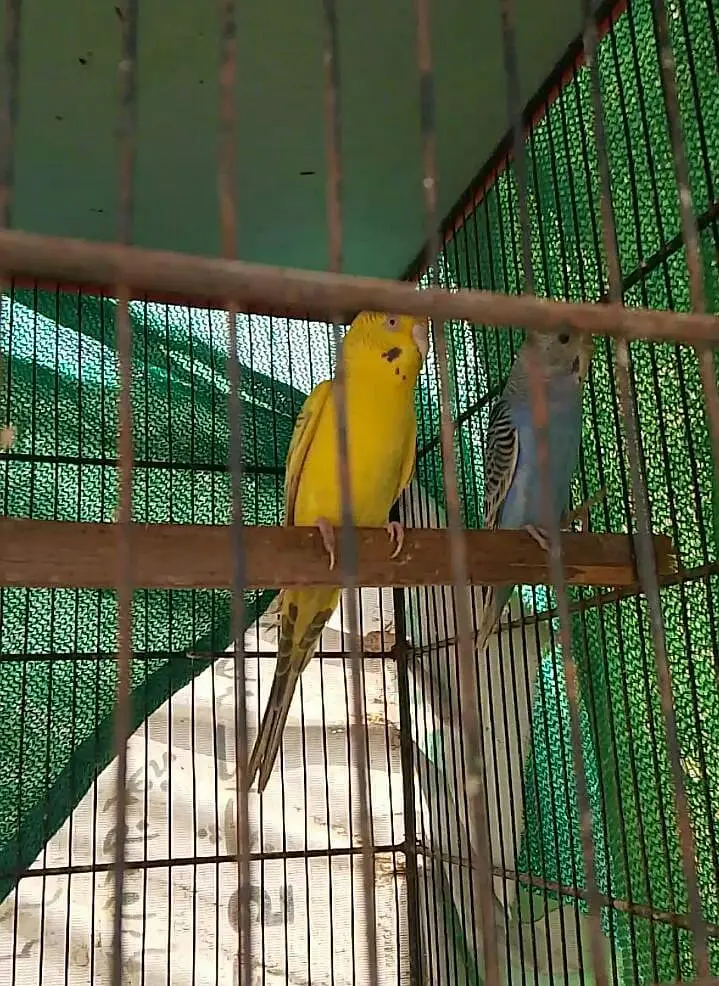 budgies in king size pair available crusted pair available — photo 4