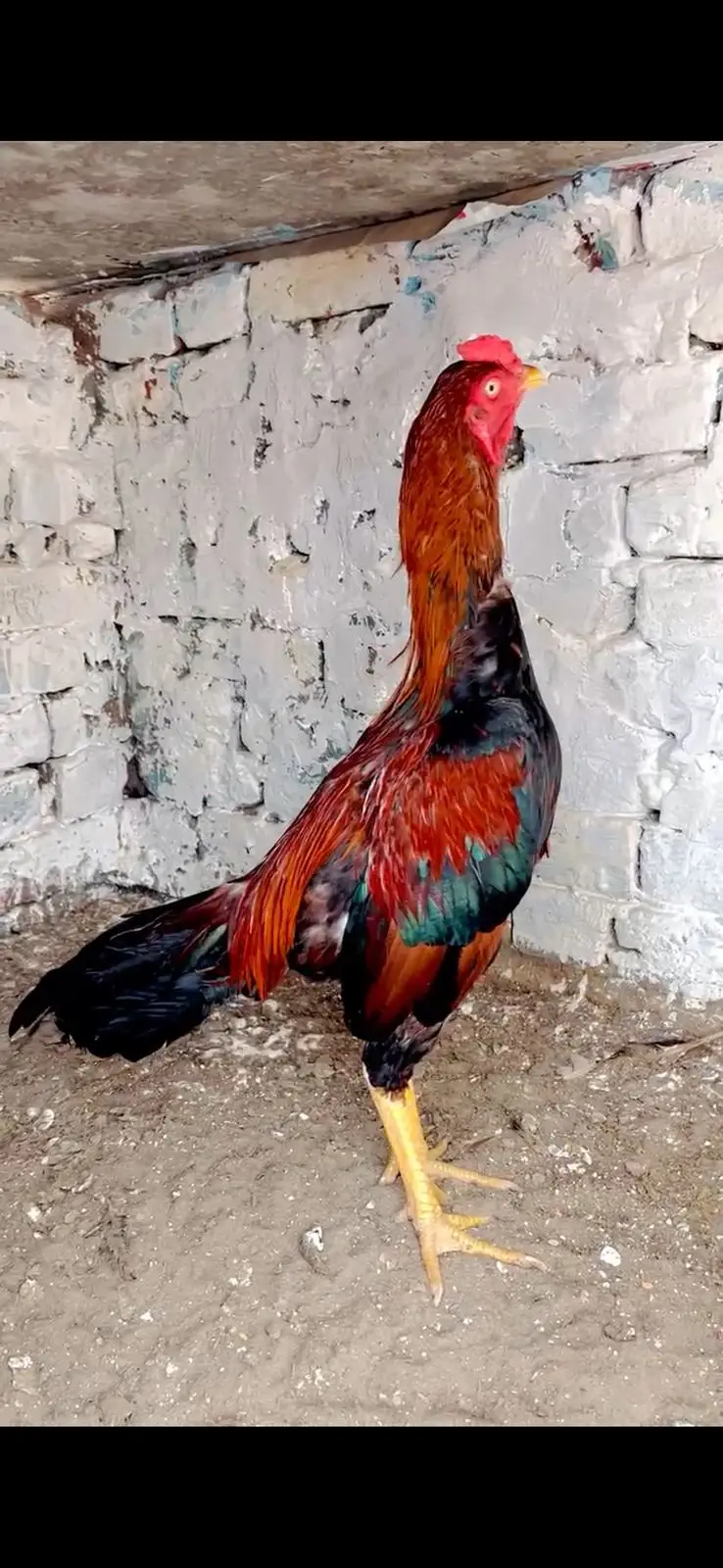 Top Quality Premium Mianwali Aseel |Pure Bloodline _  03497368600 — photo 2