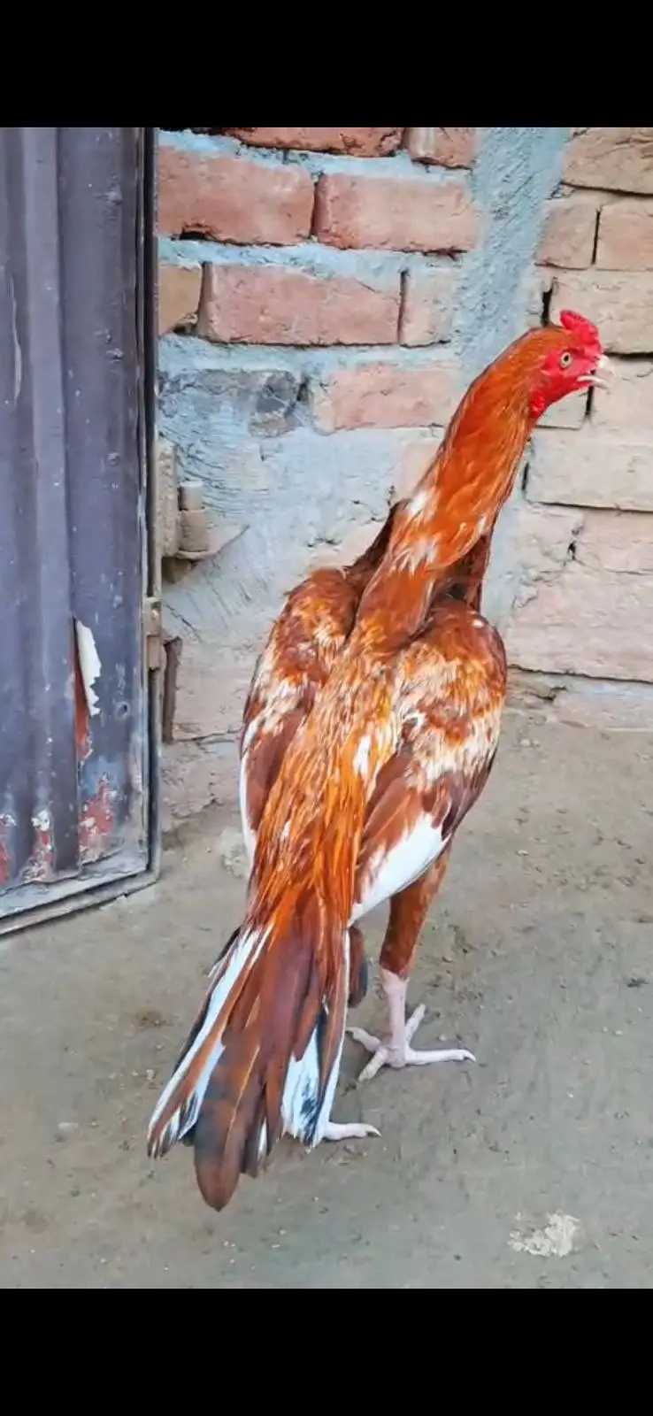 Top Quality Premium Mianwali Aseel |Pure Bloodline _  03497368600 — photo 5