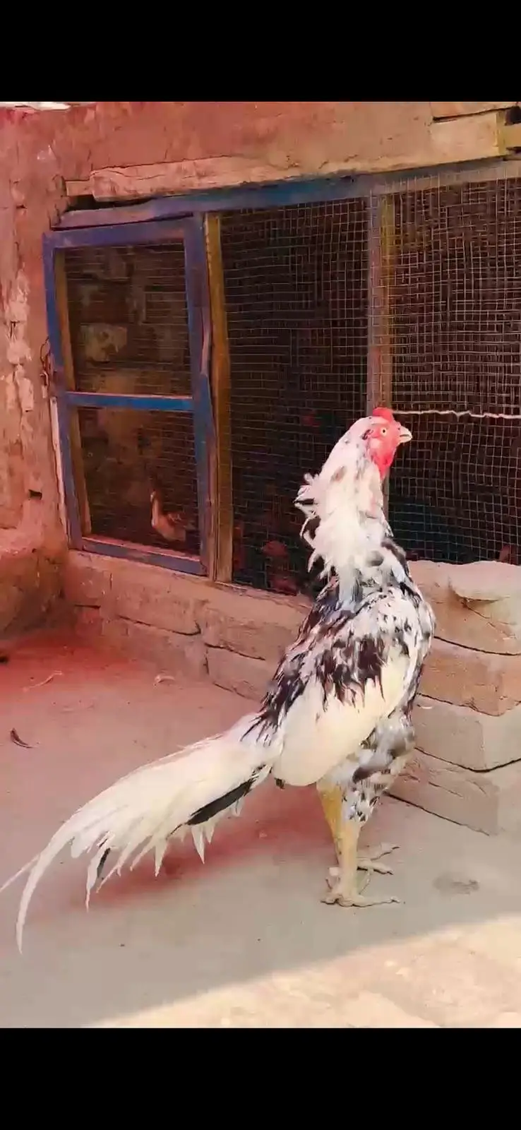 Top Quality Premium Mianwali Aseel |Pure Bloodline _  03497368600 — photo 6