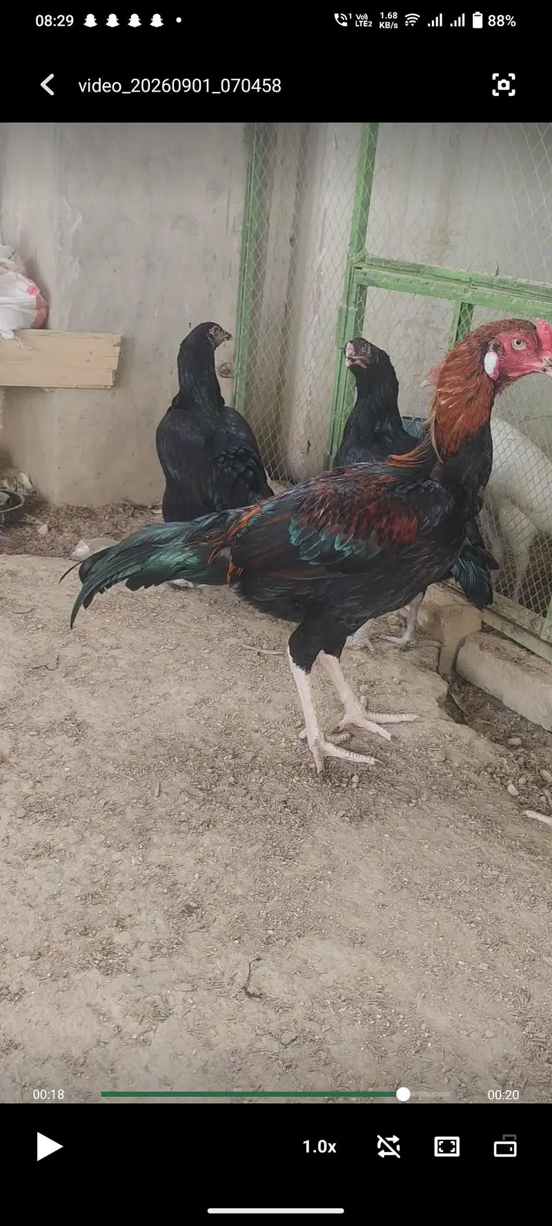 Aseel Heera / Paper white / Mushki / Aseel Eggs Aseel Chicks — photo 2
