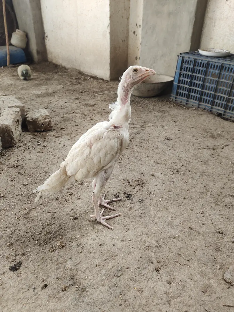 Aseel Heera / Paper white / Mushki / Aseel Eggs Aseel Chicks — photo 3