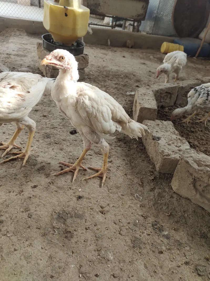 Aseel Heera / Paper white / Mushki / Aseel Eggs Aseel Chicks — photo 4