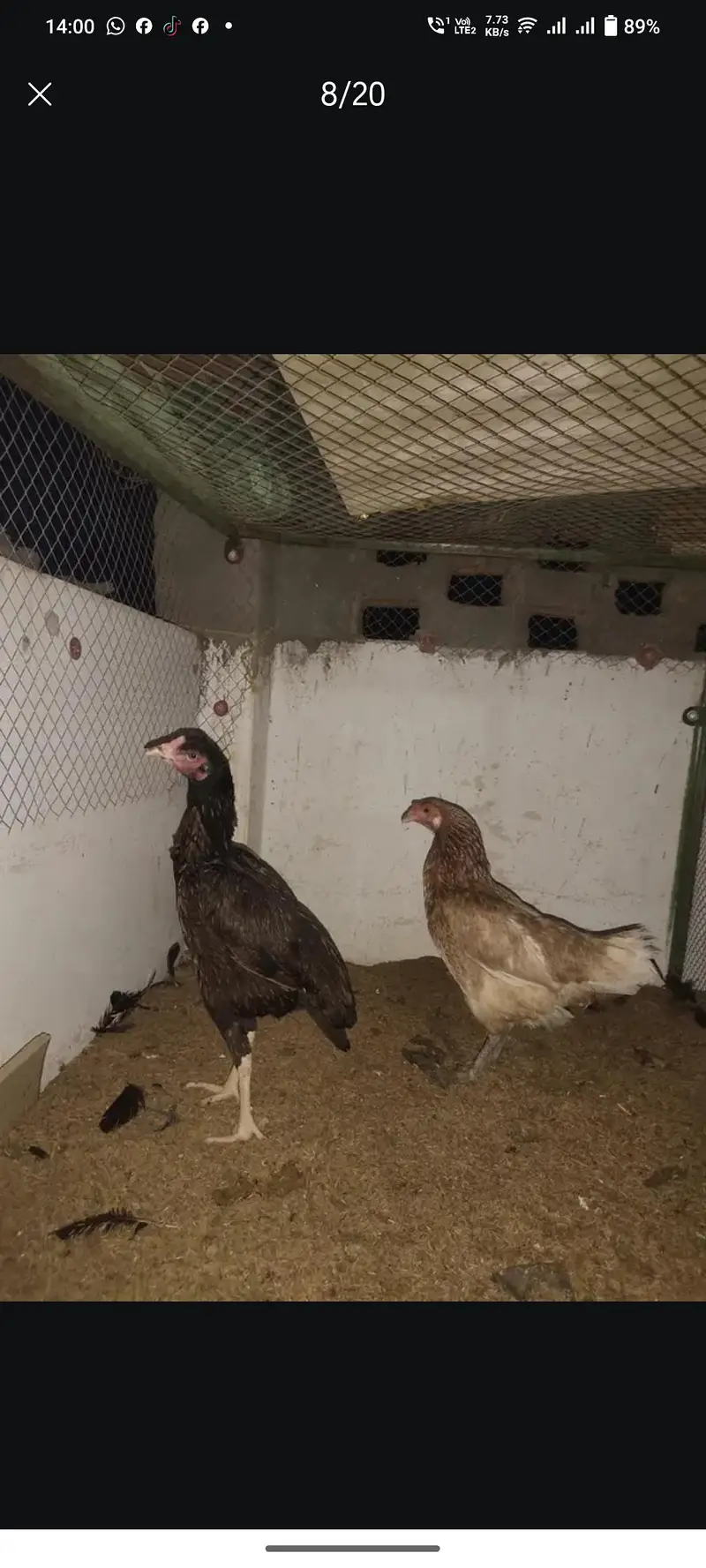 Aseel Heera / Paper white / Mushki / Aseel Eggs Aseel Chicks — photo 5