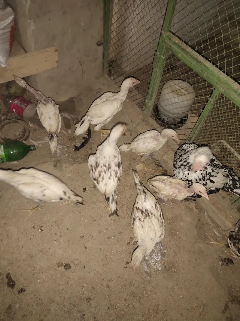 Aseel Heera / Paper white / Mushki / Aseel Eggs Aseel Chicks — photo 8