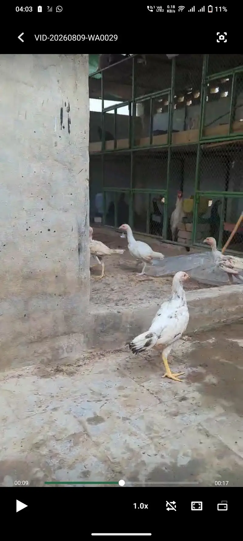 Aseel Heera / Paper white / Mushki / Aseel Eggs Aseel Chicks — photo 12