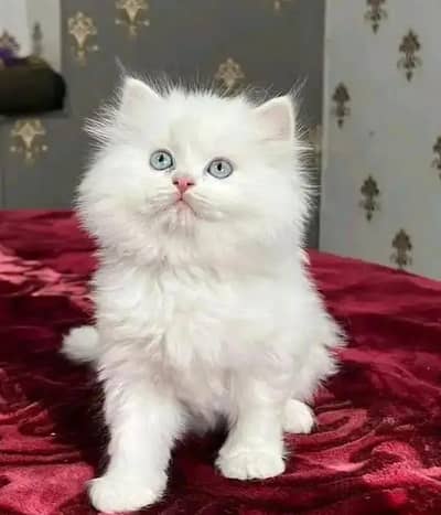 (Persian female kitten) (for sale all) (Pakistan delivery available)