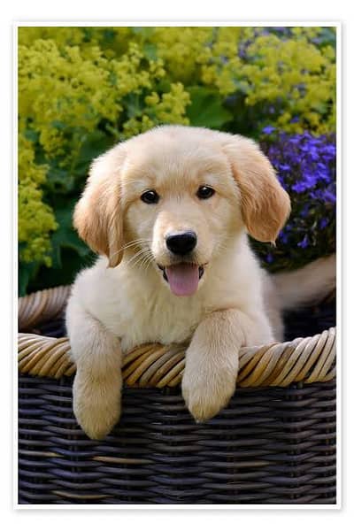 Imported Dog Breeds Available | Cane Corso, Doberman, GSD, Husky