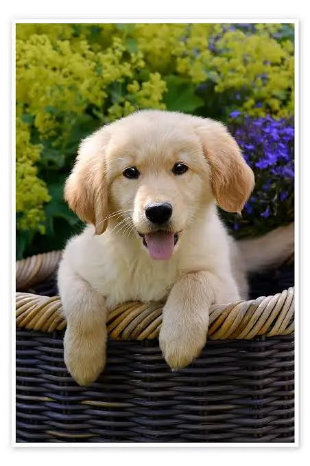 Imported Dog Breeds Available | Cane Corso, Doberman, GSD, Husky