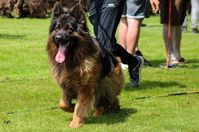 Imported Dog Breeds Available | Cane Corso, Doberman, GSD, Husky — photo 2
