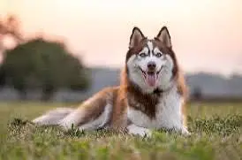 Imported Dog Breeds Available | Cane Corso, Doberman, GSD, Husky — photo 3