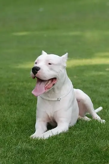 Imported Dog Breeds Available | Cane Corso, Doberman, GSD, Husky — photo 6