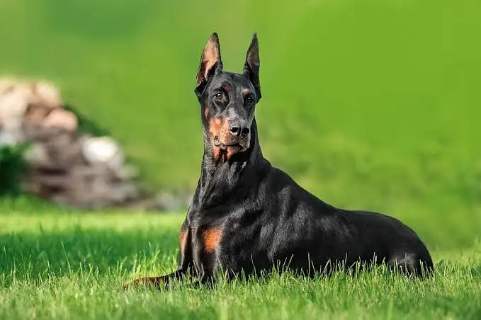 Imported Dog Breeds Available | Cane Corso, Doberman, GSD, Husky — photo 10