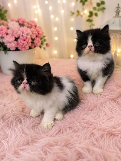 Top quality piki kittens male/female available for sale