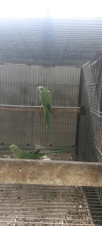 Ringneck and Raw Pair Breeder