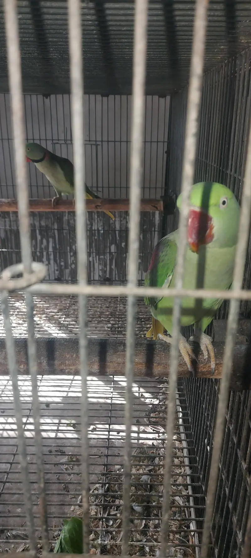 Ringneck and Raw Pair Breeder — photo 2