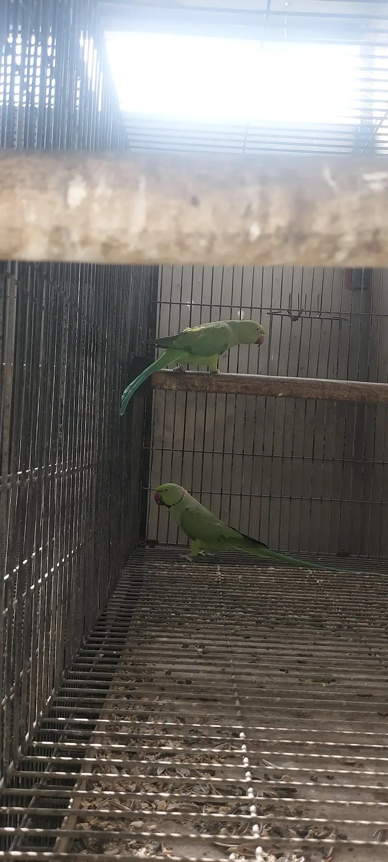 Ringneck and Raw Pair Breeder — photo 3