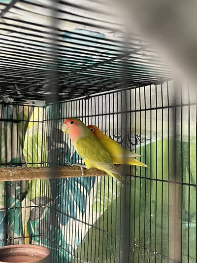 Lovebirds females for sale