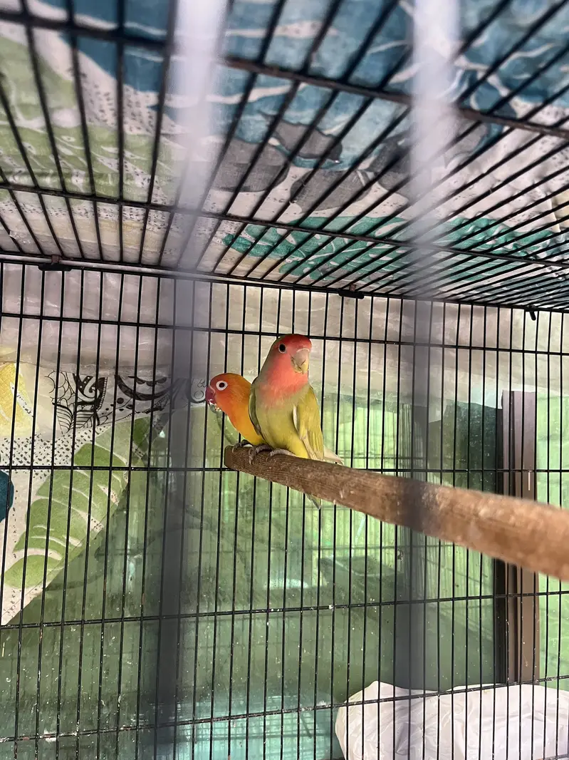 Lovebirds females for sale — photo 2