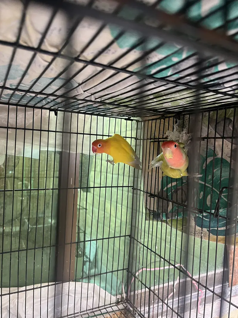 Lovebirds females for sale — photo 3