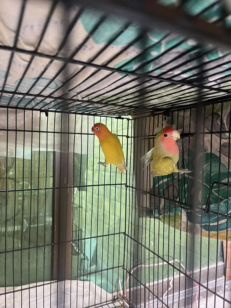 Lovebirds females for sale — photo 4