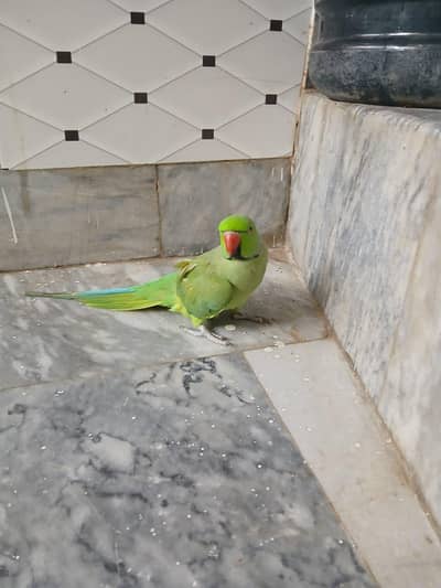 Abi ringneck pori hu rahi ha face to face talking karta ha sami taim h