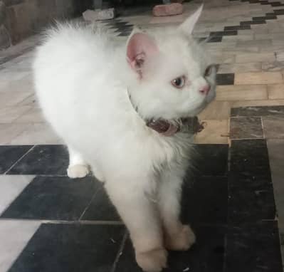 cat for sale