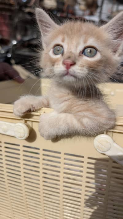 persian cross kitten