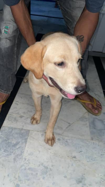 American Labrador