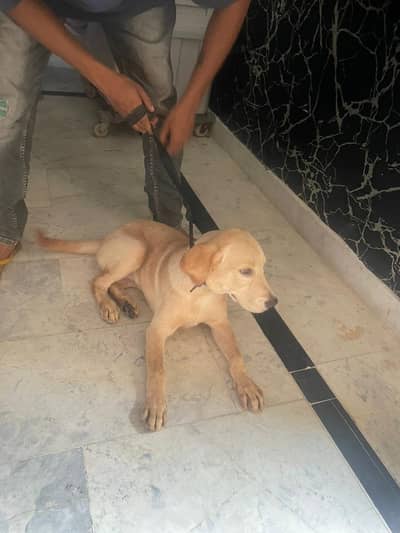 American Labrador