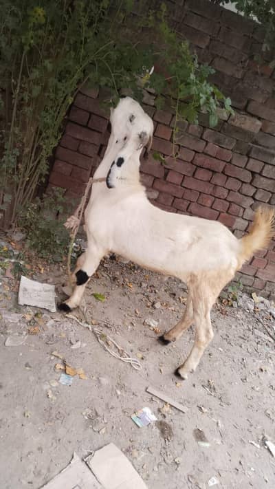 2 desi bkry