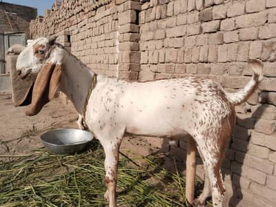 desi Bakra for sale