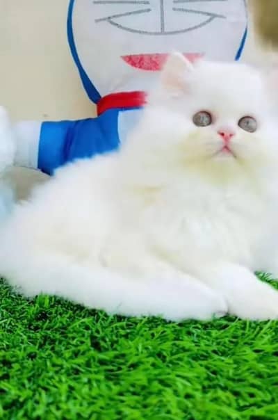 (Persian female kitten) (for sale all) (Pakistan delivery available)
