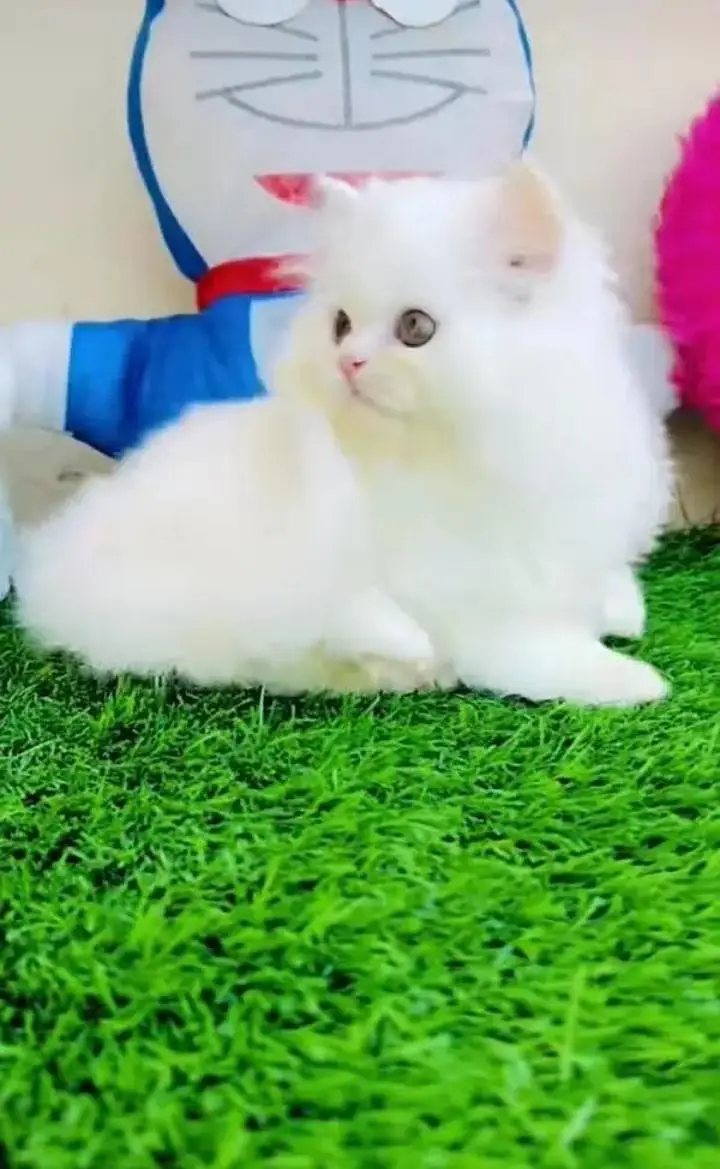 (Persian female kitten) (for sale all) (Pakistan delivery available) — photo 2