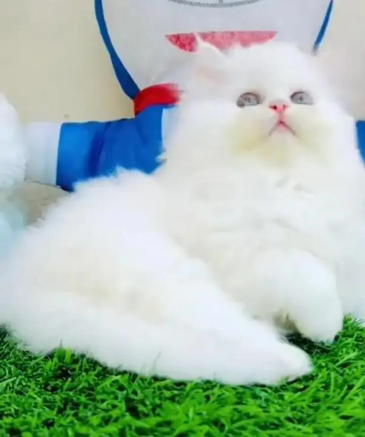 (Persian female kitten) (for sale all) (Pakistan delivery available) — photo 3