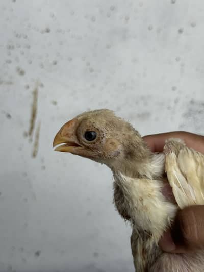 Indian Parrot Beaks Chicks