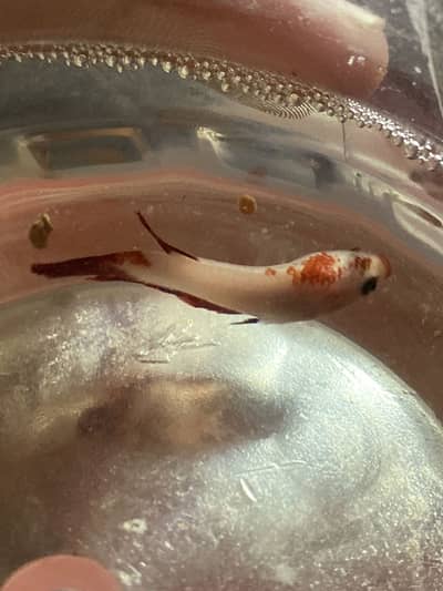 Beta female hai ready to breed