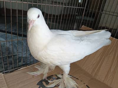 Lucky Kabootar (Lucky Pigeon) – Beautiful White Fancy Pigeon