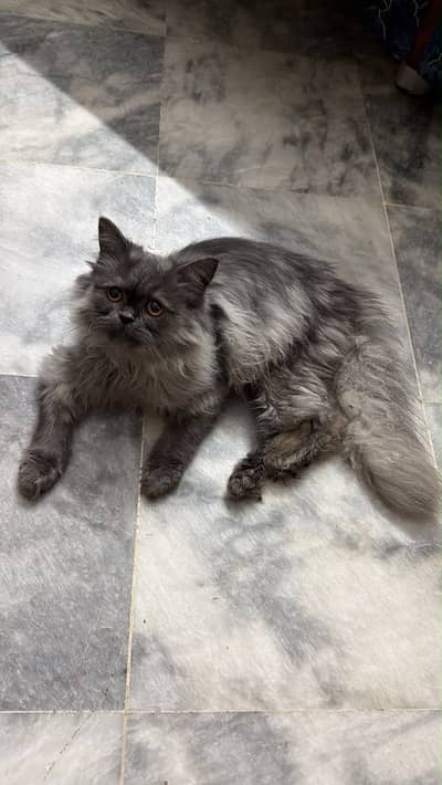 Punched face Persian kitten