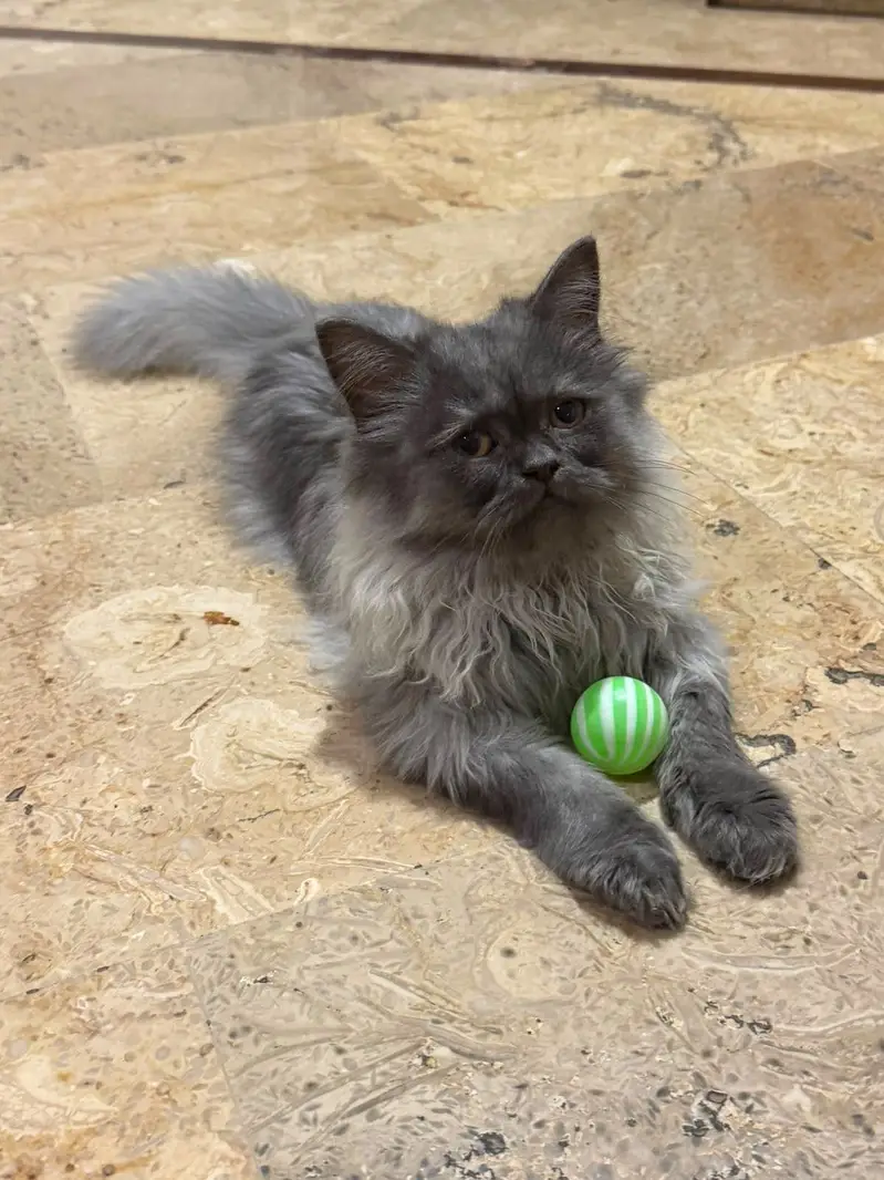 Punched face Persian kitten — photo 3