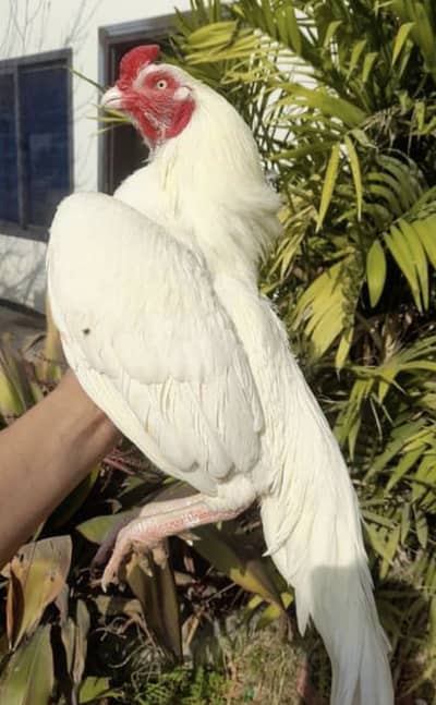 Premium quality heera breed