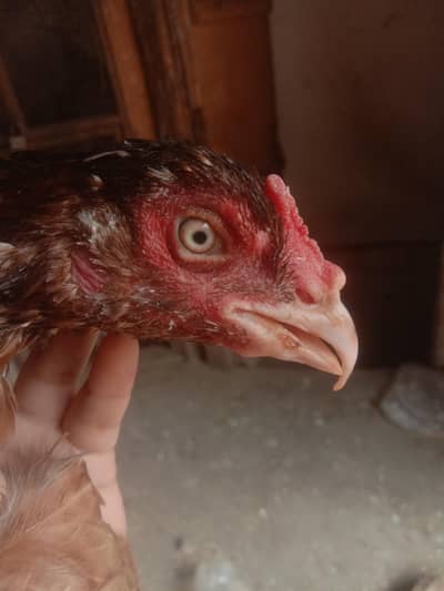 healthy white aseel murgha breeder heera sufaid