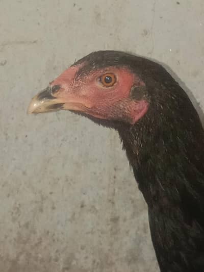 Thai black hen