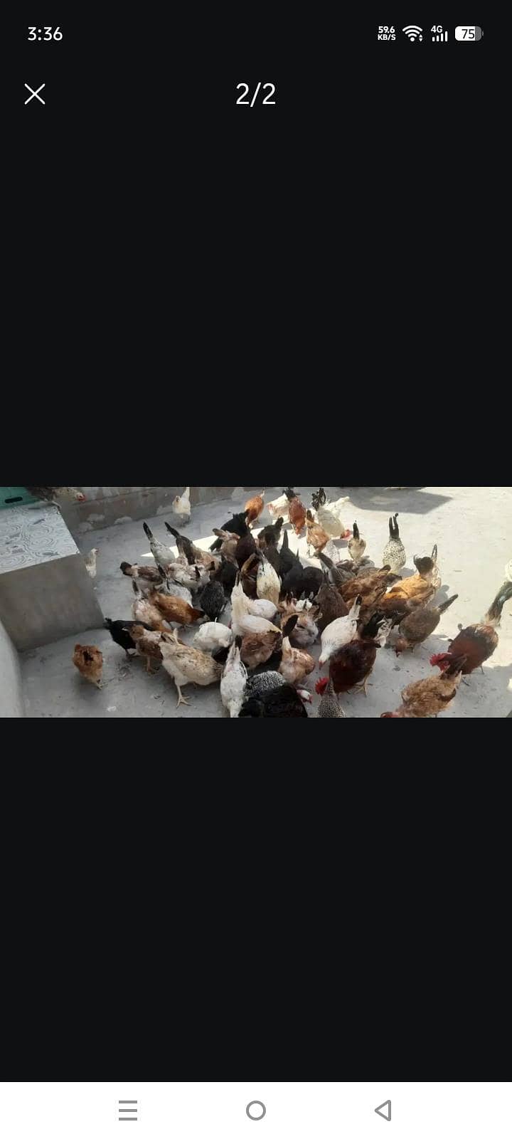 anday dati hai 1