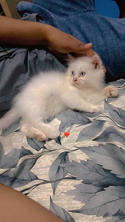 2 Months Old Male Persian Cat for Sale – White & Blue Eyes