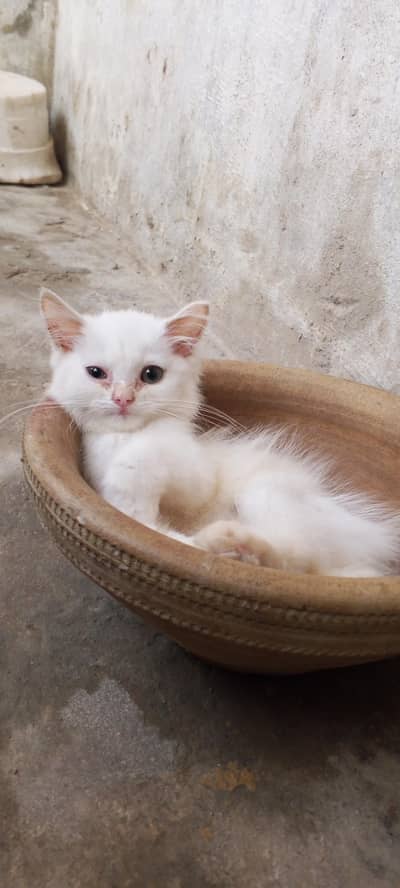 cute fluffy & health beautiful kitten triple Cote fur