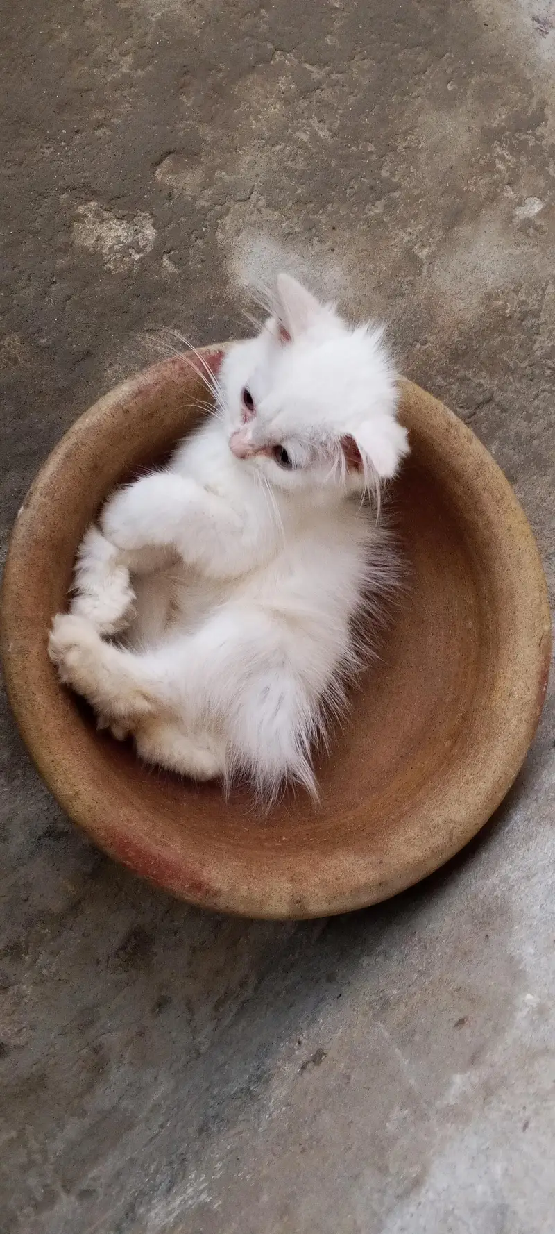 cute fluffy & health beautiful kitten triple Cote fur — photo 2