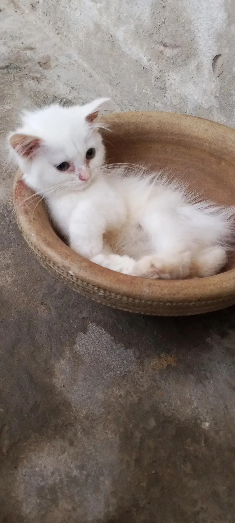cute fluffy & health beautiful kitten triple Cote fur — photo 3