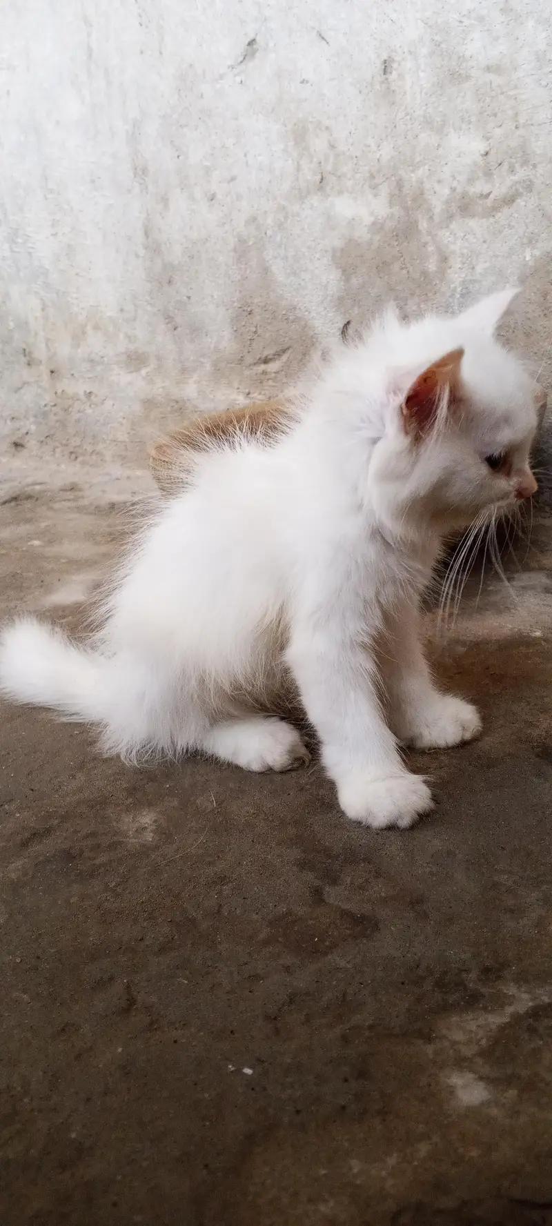 cute fluffy & health beautiful kitten triple Cote fur — photo 4