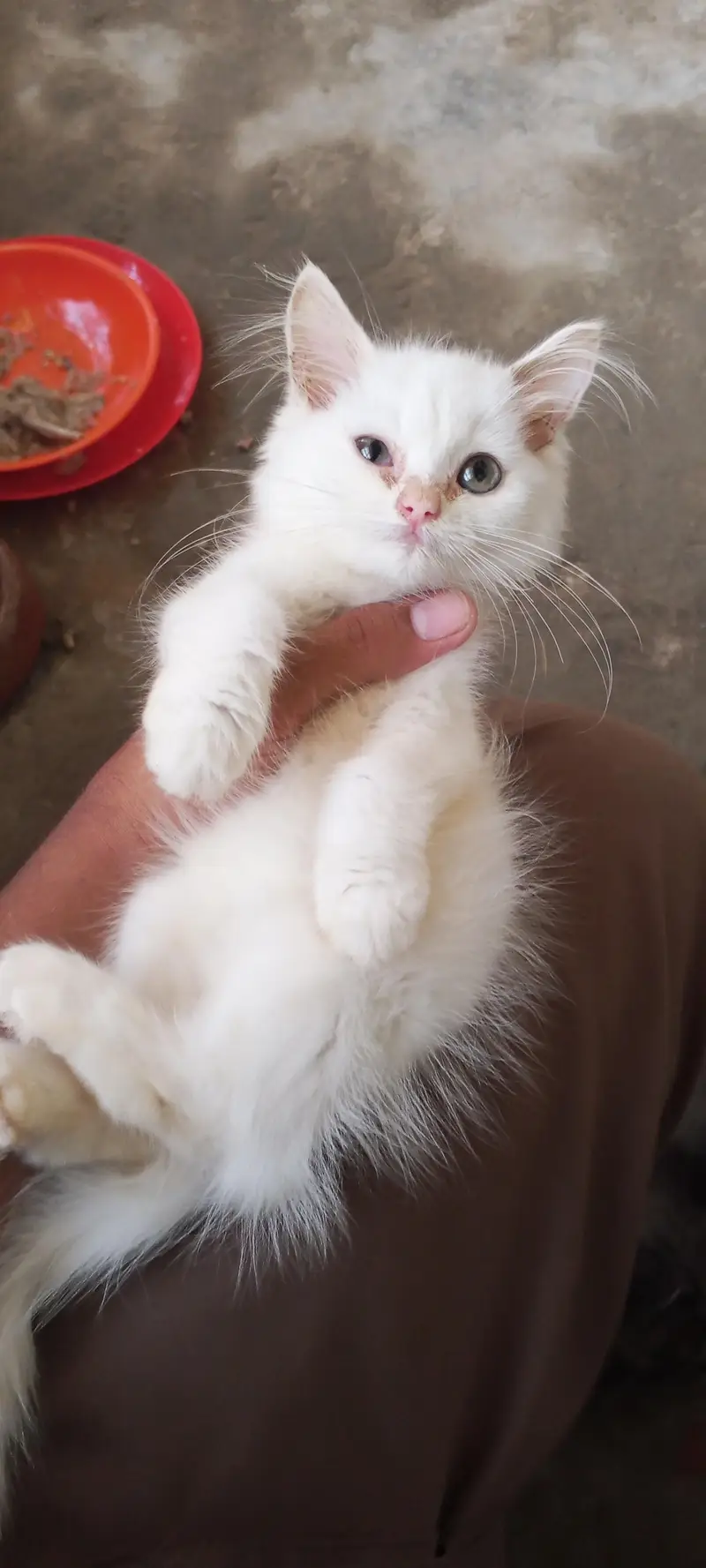 cute fluffy & health beautiful kitten triple Cote fur — photo 5